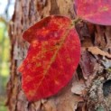 Acer griseum x nikoense - Foto 2