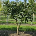 Quercus pontica - 1