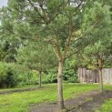 Pinus sylvestris - Foto 3