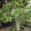 Ficus carica 'Brown Turkey' - Foto 2