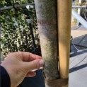 Pinus 'Pinea' - Foto 1