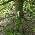 Carpinus betulus - 1