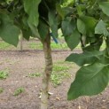 Magnolia 'Yellow Bird' - Foto 4