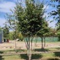 Parrotia persica 'Vanessa' - 1