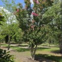 Lagerstroemia indica 'Rosea' - 3