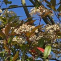 Photinia fraseri 'Red Robin' - 1