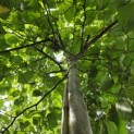 Ulmus 'Camperdownii' - Foto 2