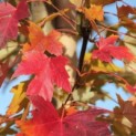 Acer x freemani 'Autumn Blaze' - Foto 1