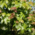 Acer x freemani 'Autumn Blaze' - Foto 2