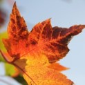 Acer x freemani 'Autumn Blaze' - Foto 3