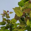 Catalpa erubescens 'Purpurea' - 1