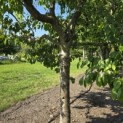Prunus domestica Hauszwetsche - 1