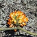 Broussonetia papyrifera - 4