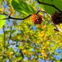 Broussonetia papyrifera - 5