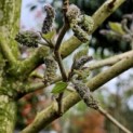 Broussonetia papyrifera - 3