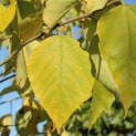 Broussonetia papyrifera - 6