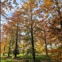 Fagus sylvatica 'Atropunicea' - 5
