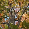 Fagus sylvatica 'Atropunicea' - november 2025
