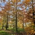 Fagus sylvatica 'Atropunicea' - november 2025