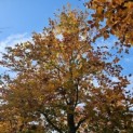 Fagus sylvatica 'Atropunicea' - 2