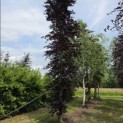 Fagus sylvatica 'Atropunicea' - 2