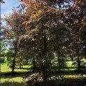 Fagus sylvatica 'Atropunicea' - mei 2026