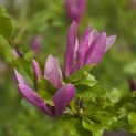 Magnolia 'Susan' - 4