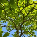 Magnolia soulangeana 'Manchu Fan' - 3