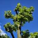 Tilia Tomentosa - 3