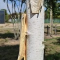 Betula utilis 'Doorenbos' - 5