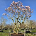 Magnolia 'Soulangeana' - Foto 2