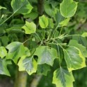 Liriodendron tulipifera 'Aureomarginatum' - Foto 2
