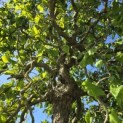 Corylus avellana 'Contorta' - 2