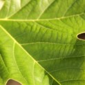 Platanus hispanica - 1