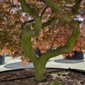 Acer palmatum 'Garnet' - 1
