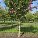 Lagerstroemia indica 'Rosea' - 1