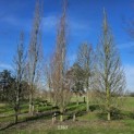 Fagus sylvatica 'Dawyck Gold' - goudbeuk febr 2024