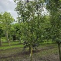 Malus domestica 'Rode Boskoop' - Foto 1