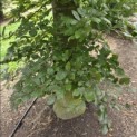 Fagus sylvatica 'Atropunicea' - blad in de schaduw kleurt naar groen
