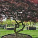 Acer palmatum 'Garnet' - 1