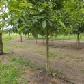 Juglans regia 'Buccaneer' - 2