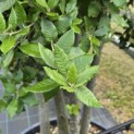 Quercus ilex - 4