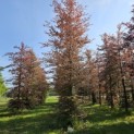 Fagus sylvatica 'Atropunicea' - Foto 2