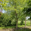betula nigra - 2