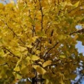 Ginkgo biloba fastigiata 'Blagon' - impressie herfstblad