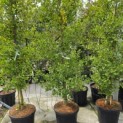 Ginkgo biloba fastigiata 'Blagon' - 1