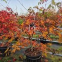 Acer japonicum  'Aconitifolium' - Foto 1