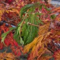 Acer japonicum  'Aconitifolium' - Foto 2