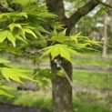 Acer palmatum - Foto 1