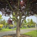 Acer palmatum 'Bloodgood' - 4